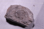 PE 17400 fossil