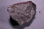 PE 17401 fossil