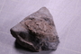 PE 17402 fossil