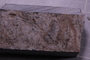 PE 17405 fossil