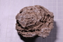 PE 17754 fossil2