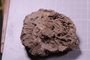 PE 17755 fossil2