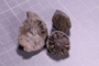 PE 17756 fossil2
