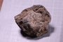 PE 17756 fossil3