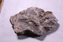 PE 17757 fossil