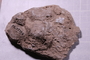 PE 17758 fossil