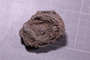 PE 17760 fossil2