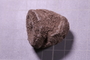 PE 17790 fossil