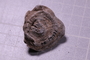 PE 17791 fossil2