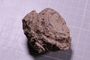 PE 17792 fossil
