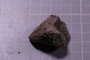PE 17806 fossil