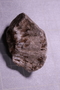 PE 17807 fossil