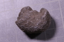 PE 17808 fossil