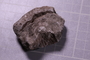 PE 17809 fossil