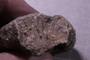 PE 17809 fossil2