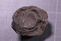 PE 17810 fossil2