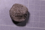 PE 17811 fossil