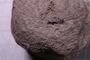 PE 17812 fossil2