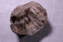 PE 17813 fossil