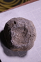 PE 17813 fossil3