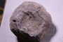 PE 17825 fossil