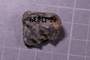 PE 17834 fossil