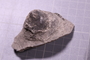 PE 17835 fossil