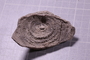 PE 17835 fossil2
