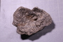 PE 17836 fossil