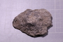 PE 17836 fossil2