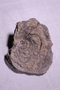 PE 17837 fossil