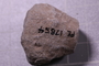 PE 17852 fossil3