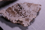PE 19060 fossil2