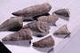 PE 2074 fossil