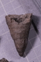 PE 2074 fossil2