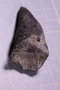 PE 2074 fossil3