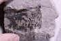 PE 24101 fossil