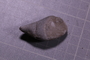 PE 25330 fossil