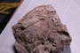 PE 25404 fossil