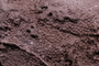 PE 25404 fossil2