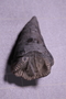 PE 25751 fossil2