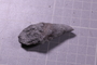 PE 25771 fossil