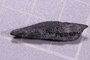 PE 2694 fossil