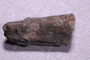 PE 2695 fossil