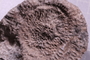 PE 28564 fossil4