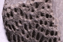 PE 28566 fossil4