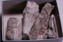 PE 28579 fossil