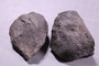 PE 28661 fossil
