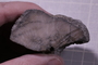 PE 28661 fossil3