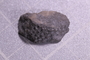 PE 28663 fossil
